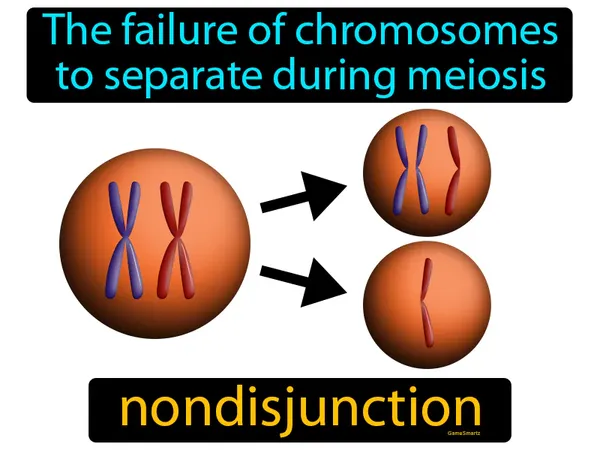 the failure of chromosomes to separate during meiosis