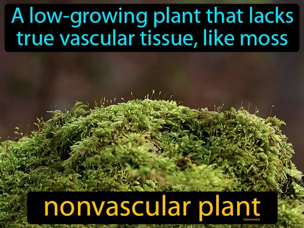 a low-growing plant that lacks true vascular tissue, like moss