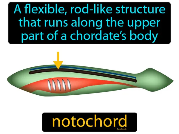 a flexible, rod-like structure that runs along the upper part of a chordate’s body