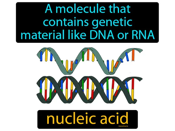 a molecule made of nucelotides that contain genetic material, like DNA and RNA