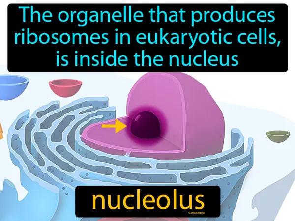 the organelle that produces ribosomes in eukaryotic cells, it is inside the nucleus
