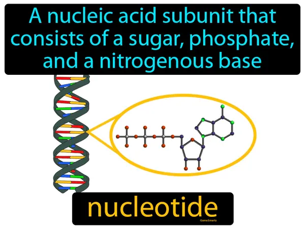 a nucleic acid sub unit that consists of a sugar, phosphate, and a nitrogenous base