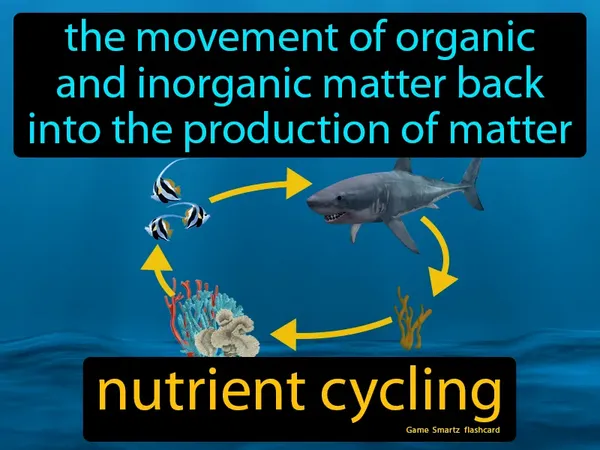 The movement of organic and inorganic matter back into the production of matter