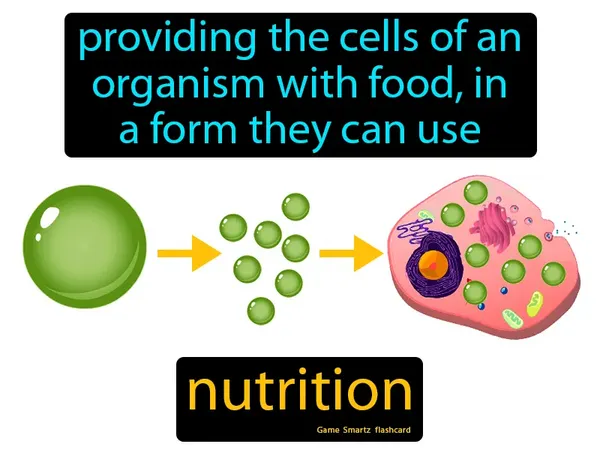 Providing the cells of an organism with food, in a form they can use