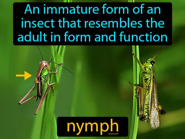 an immature form of an insect that resembles the adult in form and function