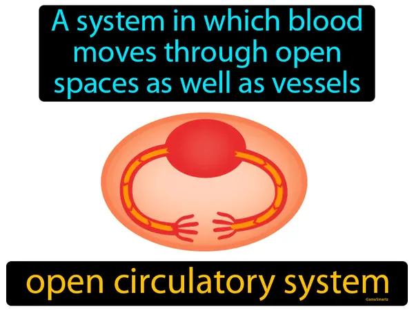 a system in which blood moves through open spaces as well as vessels