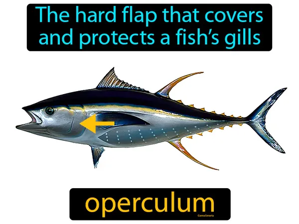 the hard flap that covers and protects a fish’s gills