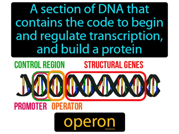 a section of DNA that contains the code to begin and regulate transcription, and build a protein