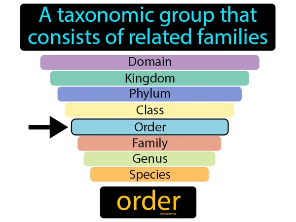 a taxonomic group that consists of related families
