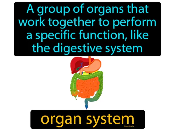 a group of organs that work together to perform a specific function, like the digestive system