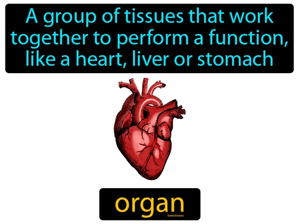 a group of tissues that work together to perform a function, like the heart, liver or stomach