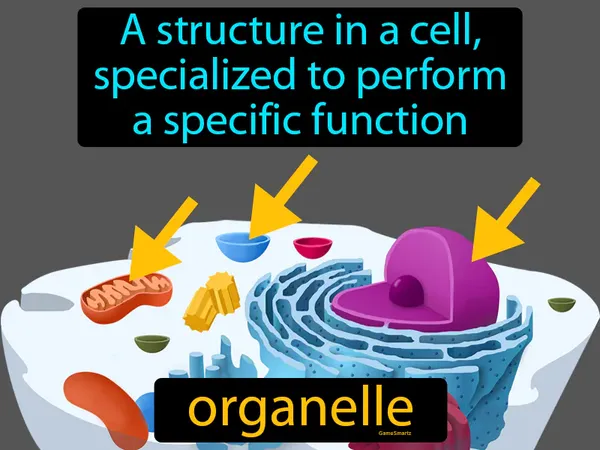 a structure in a cell, specialized to perform a specific function