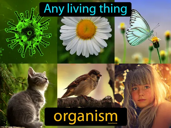 any living thing