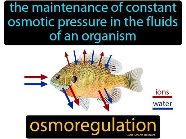 The maintenance of constant osmotic pressure in the fluids of an organism