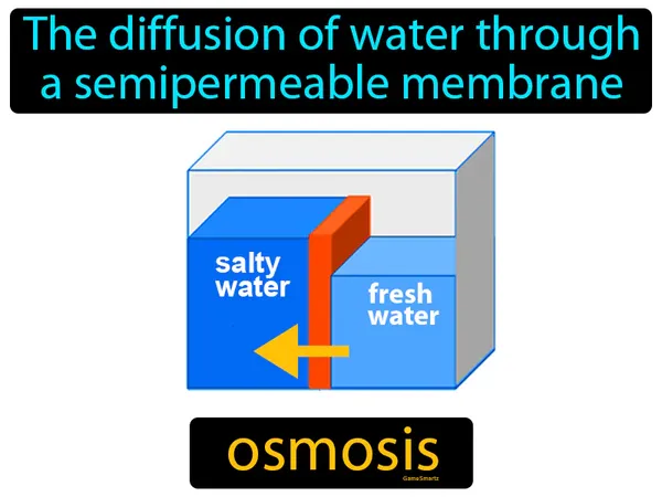 the diffusion of water through a semipermeable membrane