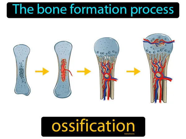 the bone formation process