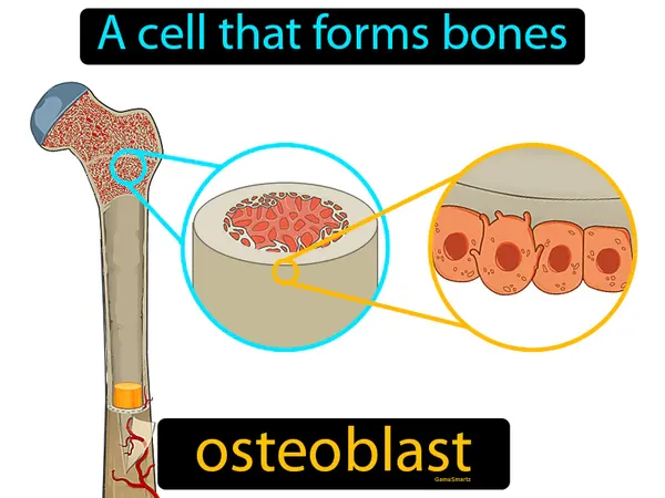 a cell that forms bones
