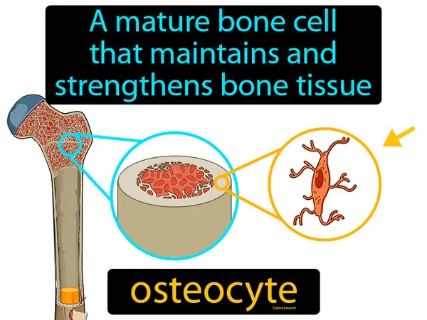 a mature bone cell that maintains and strengthens bone tissue