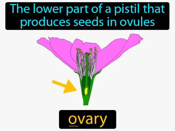 the lower part of a pistil that produces seeds in ovules