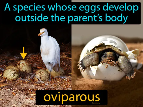 a species whose eggs develop outside the parent’s body