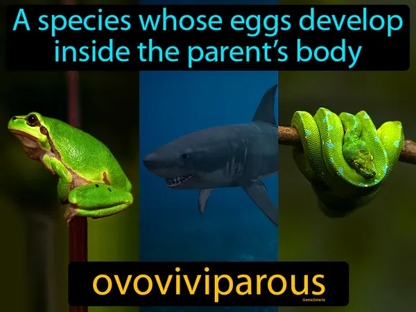 a species whose eggs develop inside the parent’s body