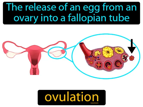 the release of an egg from an ovary into a fallopian tube