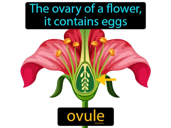 the ovary of a flower, it contains eggs