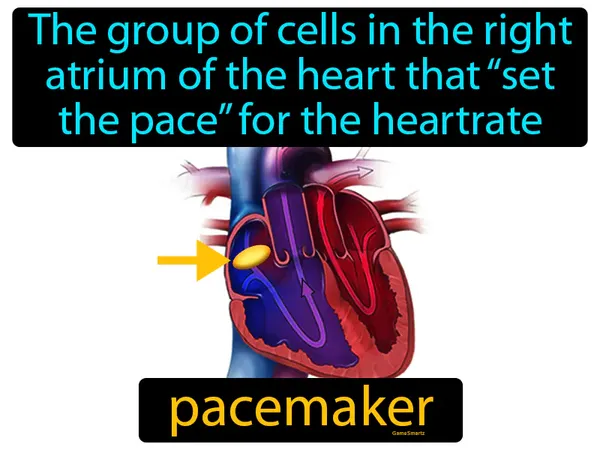 the group of cells in the right atrium of the heart that “set the pace” for the heartrate, the sinoatrial node