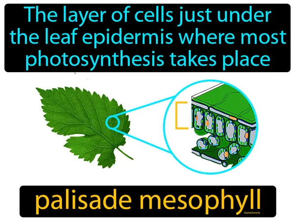the layer of cells just under the leaf epidermis where most photosynthesis takes place