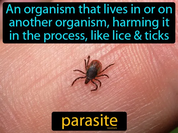an organism that lives in or on another organism, harming it in the process, like lice or ticks
