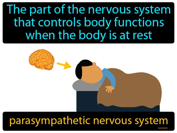 the part of the nervous system that controls body functions when the body is at rest