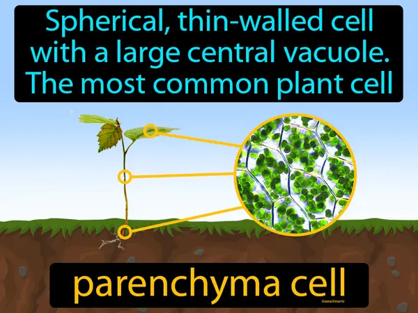 spherical, thin-walled cell with a large central vacuole, the most common plant cell