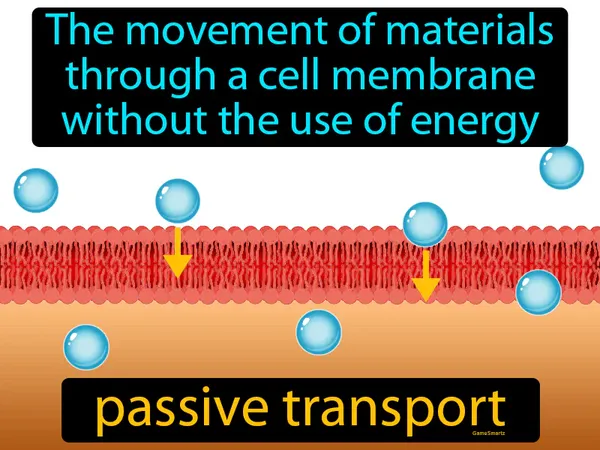 the movement of materials through a cell membrane without the use of energy
