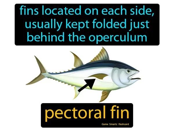 Fins located on each side, usually kept folded just behind the operculum