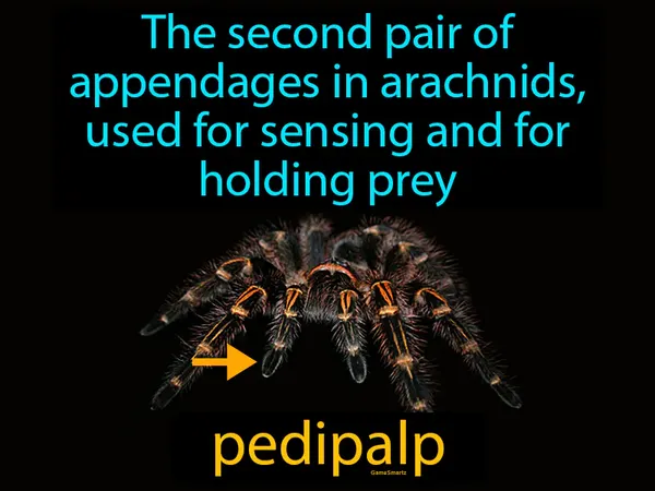 the second pair of appendages in arachnids, used for sensing and for holding prey