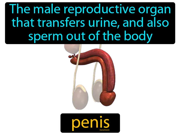 the male reproductive organ that transfers urine and also sperm out of the body