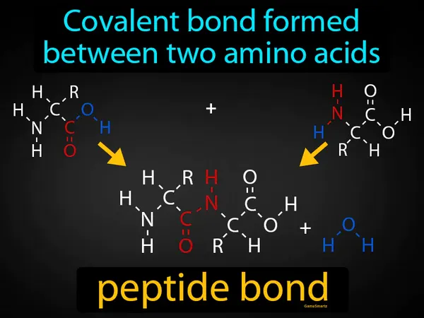 covalent bond formed between two amino acids