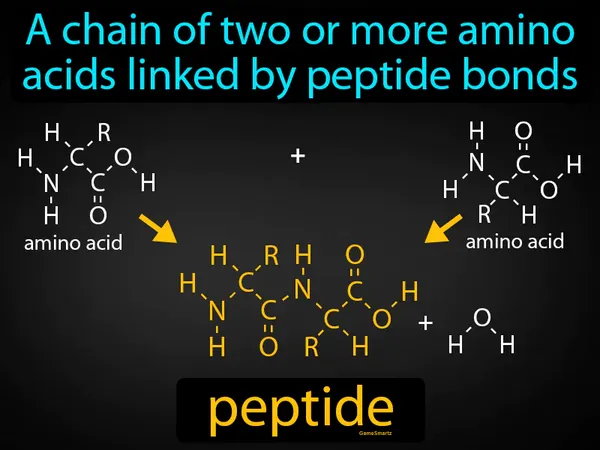 a chain of two or more amino acids linked by peptide bonds