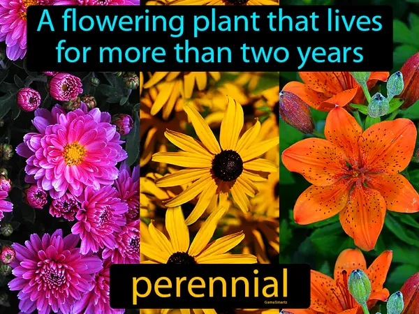 a flowering plant that lives for more than two years