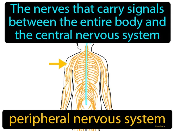 the nerves that carry signals between the entire body and the central nervous system