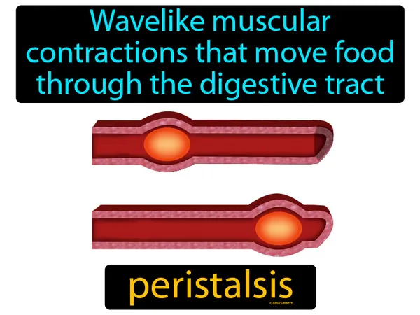 wavelike muscular contractions that move food through the digestive tract
