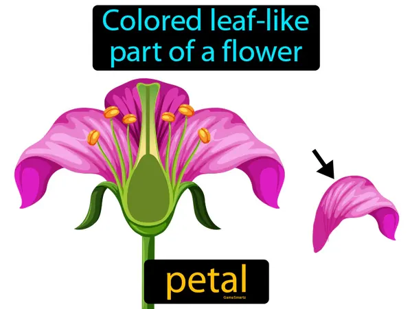 colored leaf-like part of a flower
