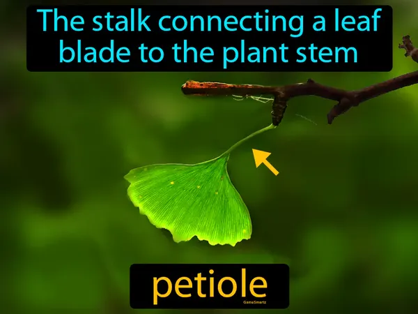 the stalk connecting a leaf blade to the plant stem