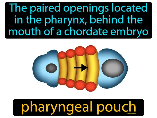 the paired openings located in the pharynx, behind the mouth of a chordate embryo