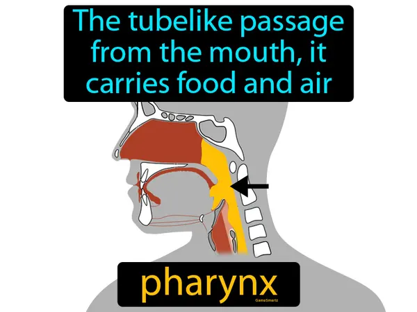 the tubelike passage from the mouth, it carries food and air