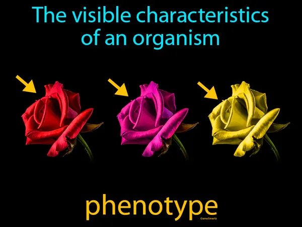 the observable characteristics of an organism
