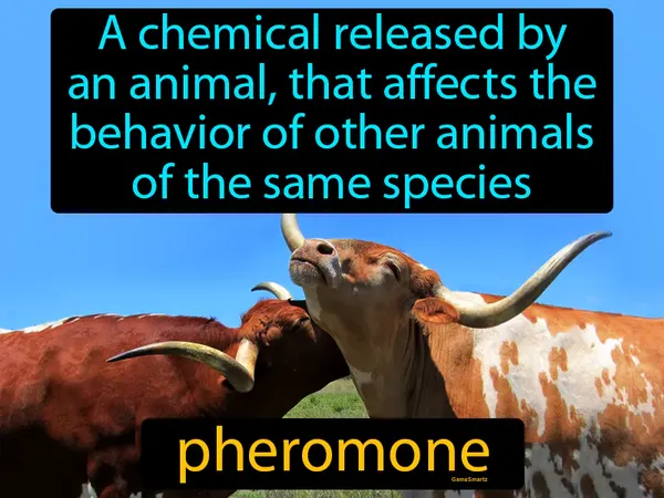a chemical released by an animal, that affects the behavior of other animals of the same species