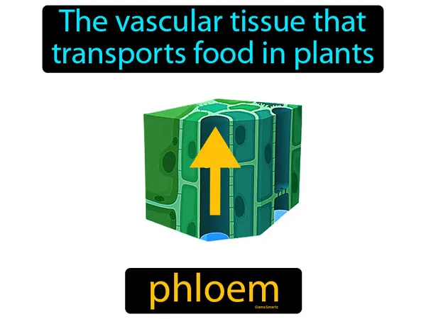 the vascular tissue that transports food in plants