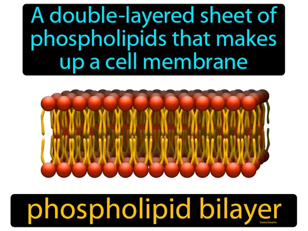 a double-layered sheet of phospholipids that makes up a cell membrane