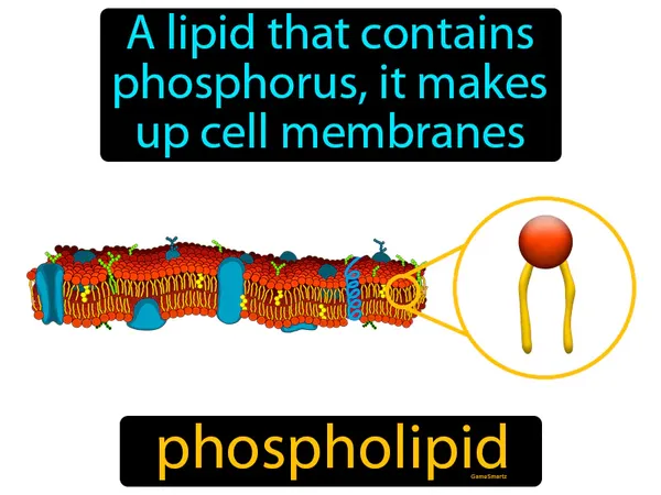 a lipid that contains phosphorus, it makes up cell membranes